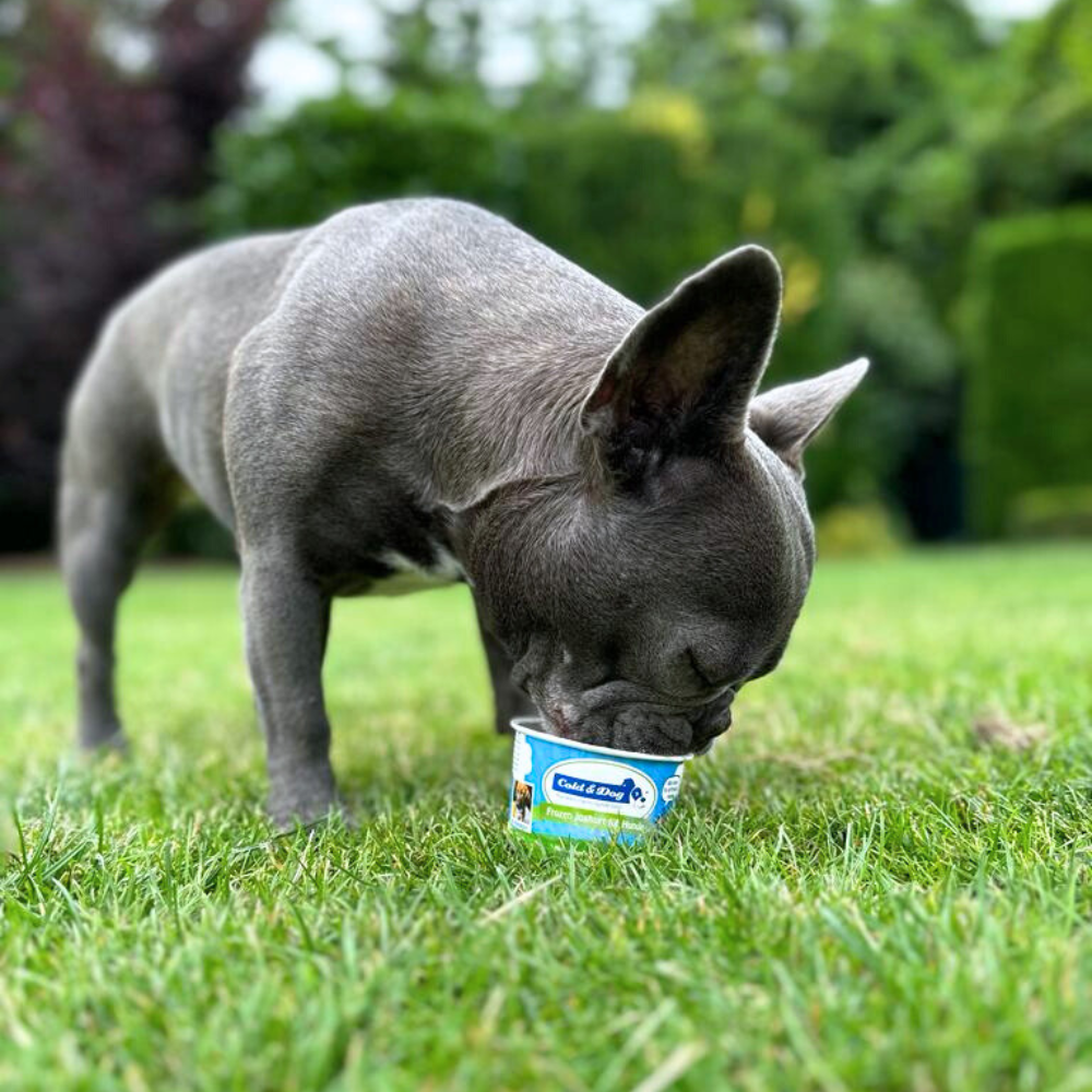 Titelbild Blog Beitrag Kühle TIpps für heiße Sommertage mit Hund - LOVIN'DOG