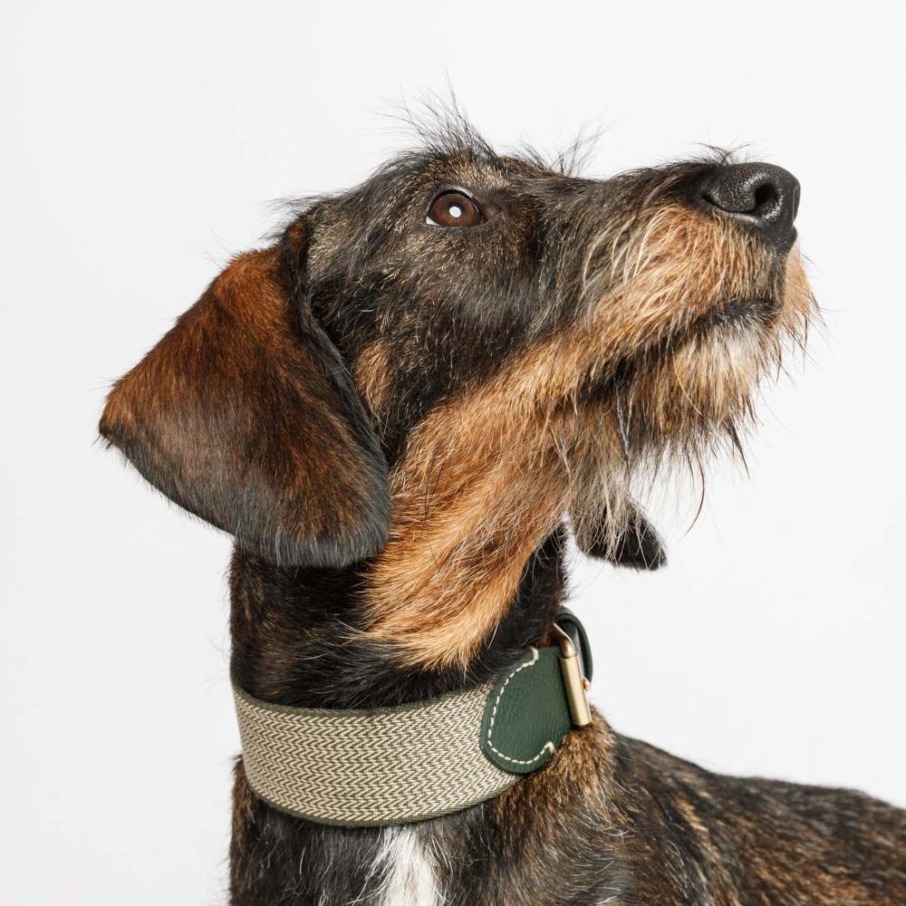 CYPBRANDS Hundehalsband Chic & Love Zebra - Größe S, Weich, Mit Clipverschluss