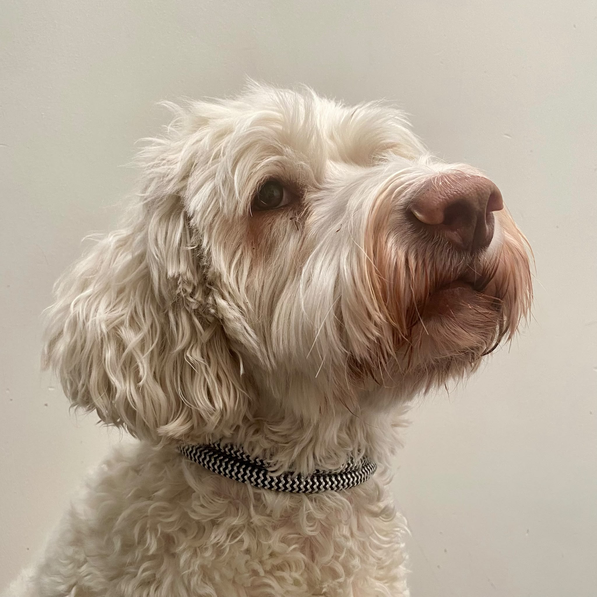 Chommies Adjustable Dog Collar Halsband Parkhurst