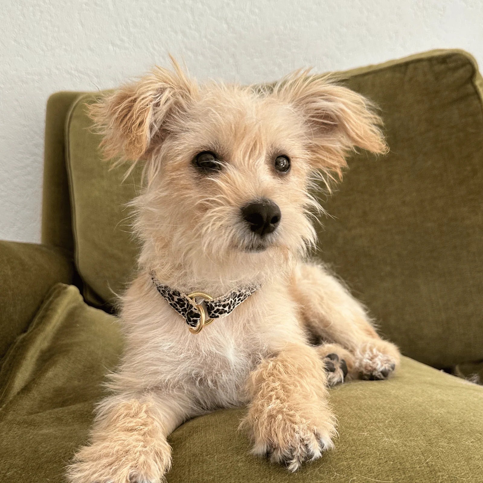 Prunkhund Zugstopp Halsband