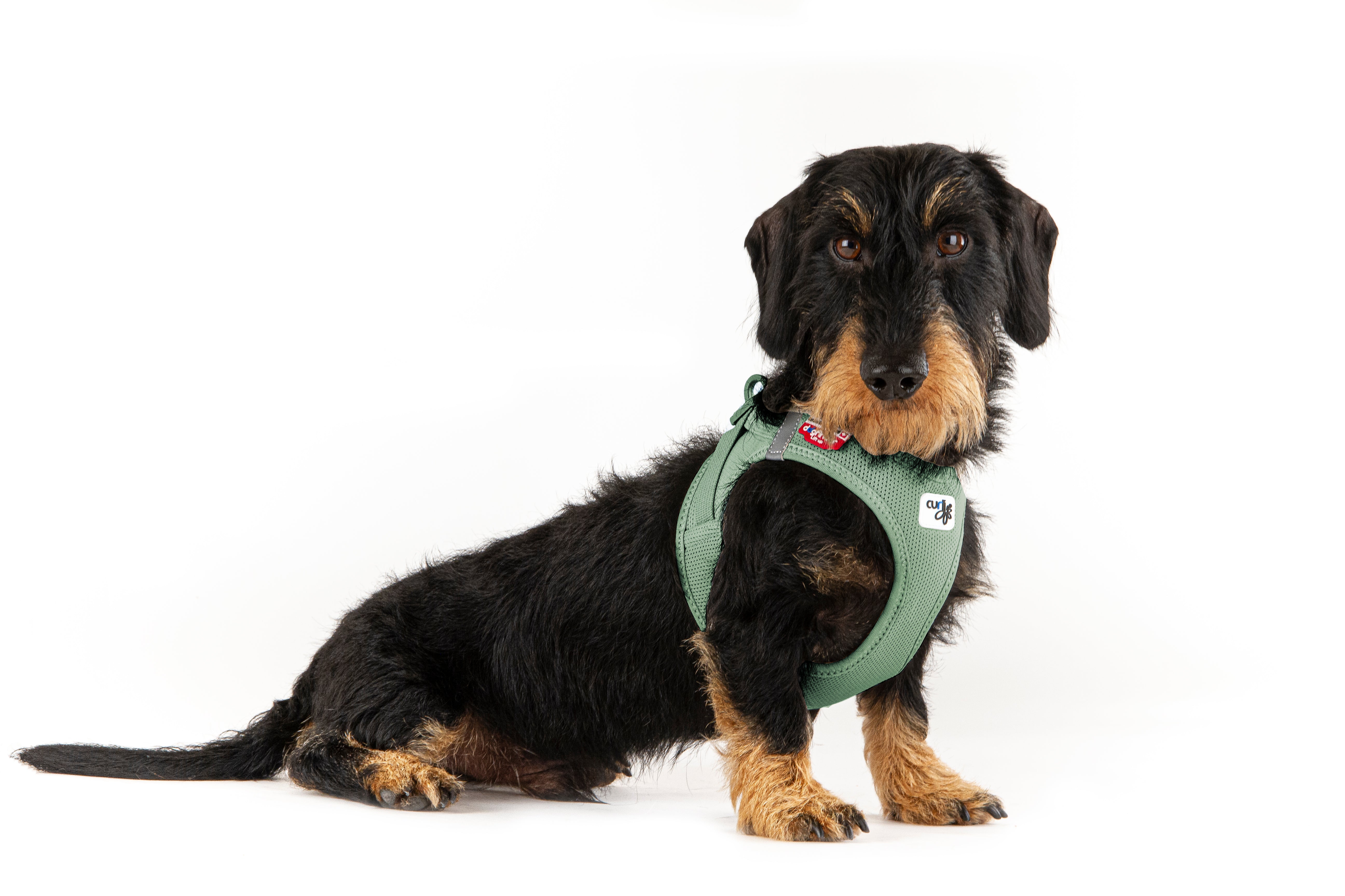 Hundegeschirr VEST HARNESS CURLI SCHNALLE AIR-MESH Olive