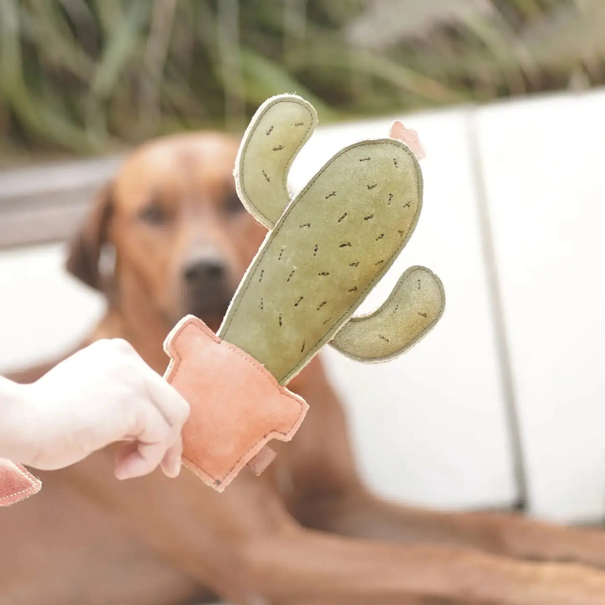Hundespielzeug aus Wildleder "Kaktus"