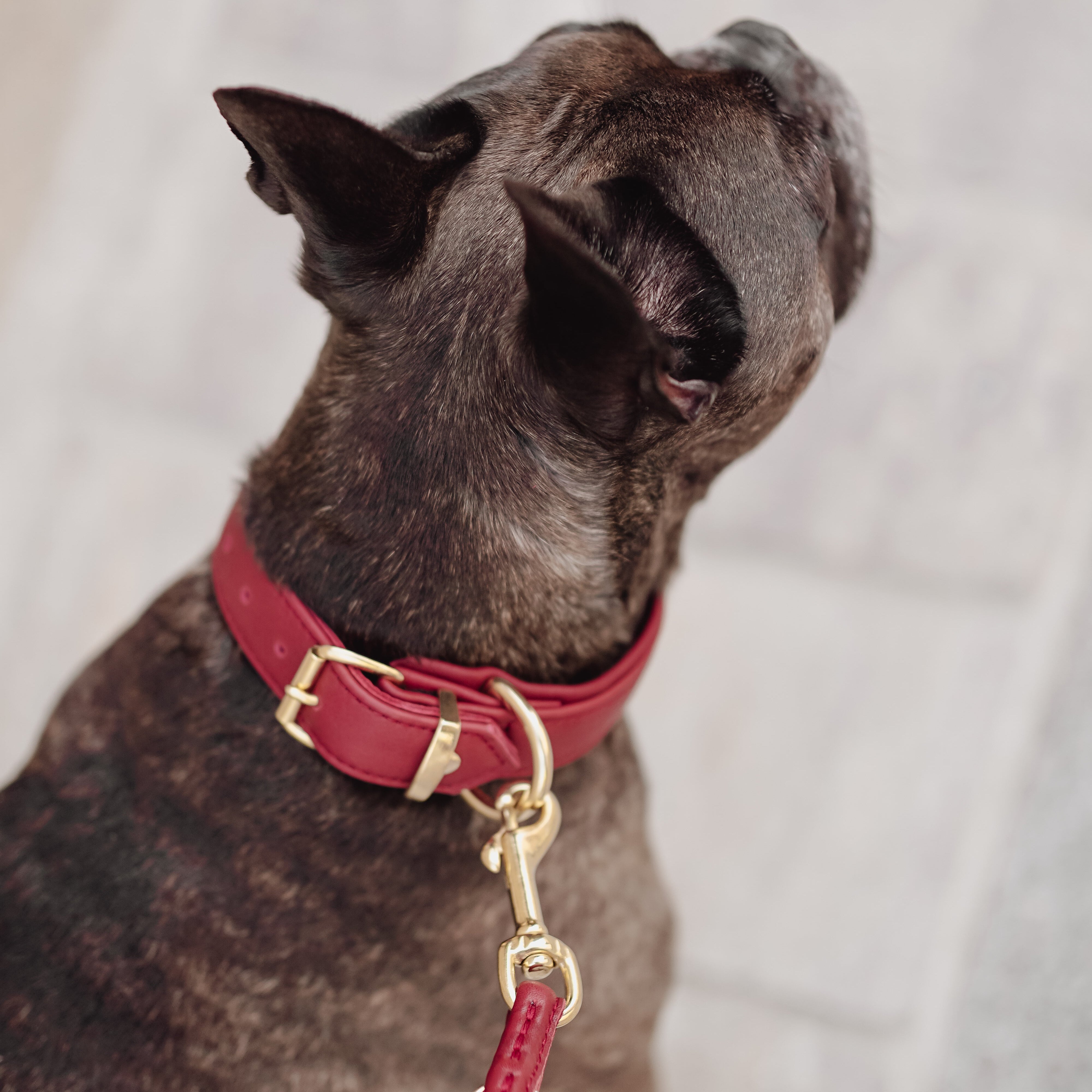 Halsband Klassik Soft Leder Burgundy Gold