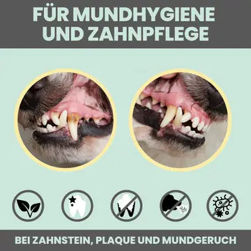 noms+ Dental-Spray bei Zahnstein