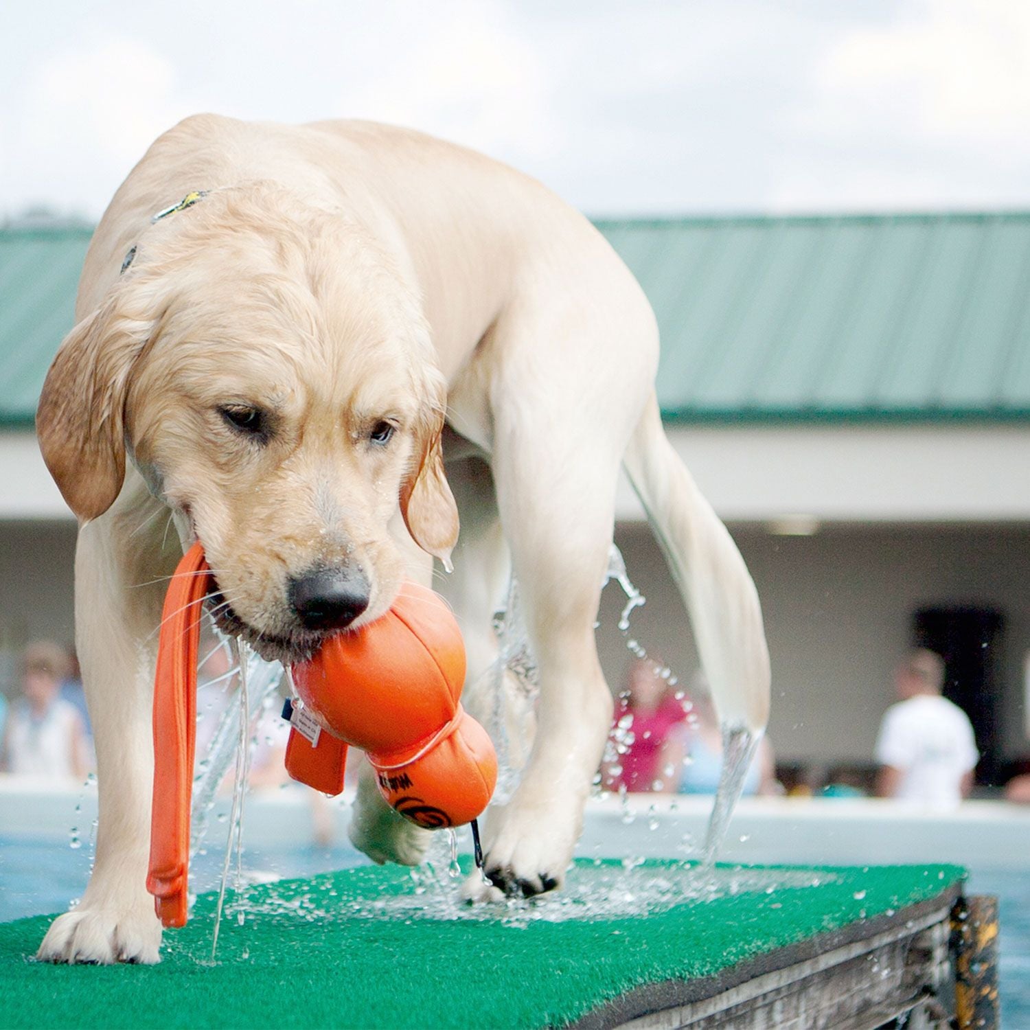 Hundespielzeug KONG® WUBBA™ WET L = 35,5 cm