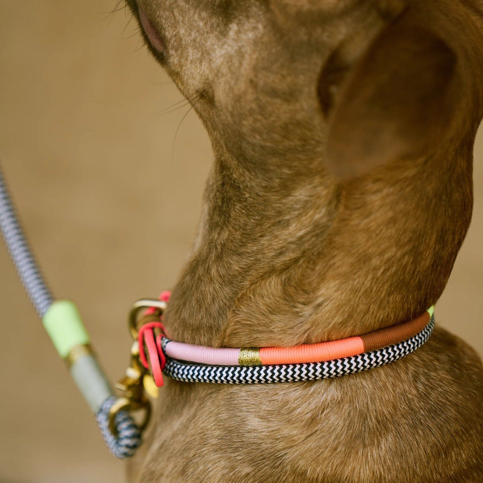 Chommies Adjustable Dog Collar Halsband Popsicle