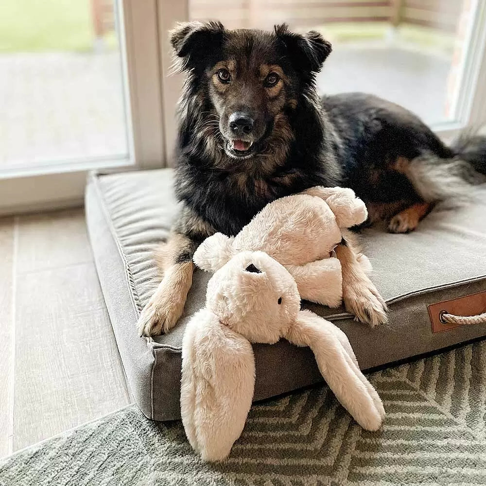 Hund mit Hundespielzeug Kuschelhase Bunny Nora - LOVIN'DOG