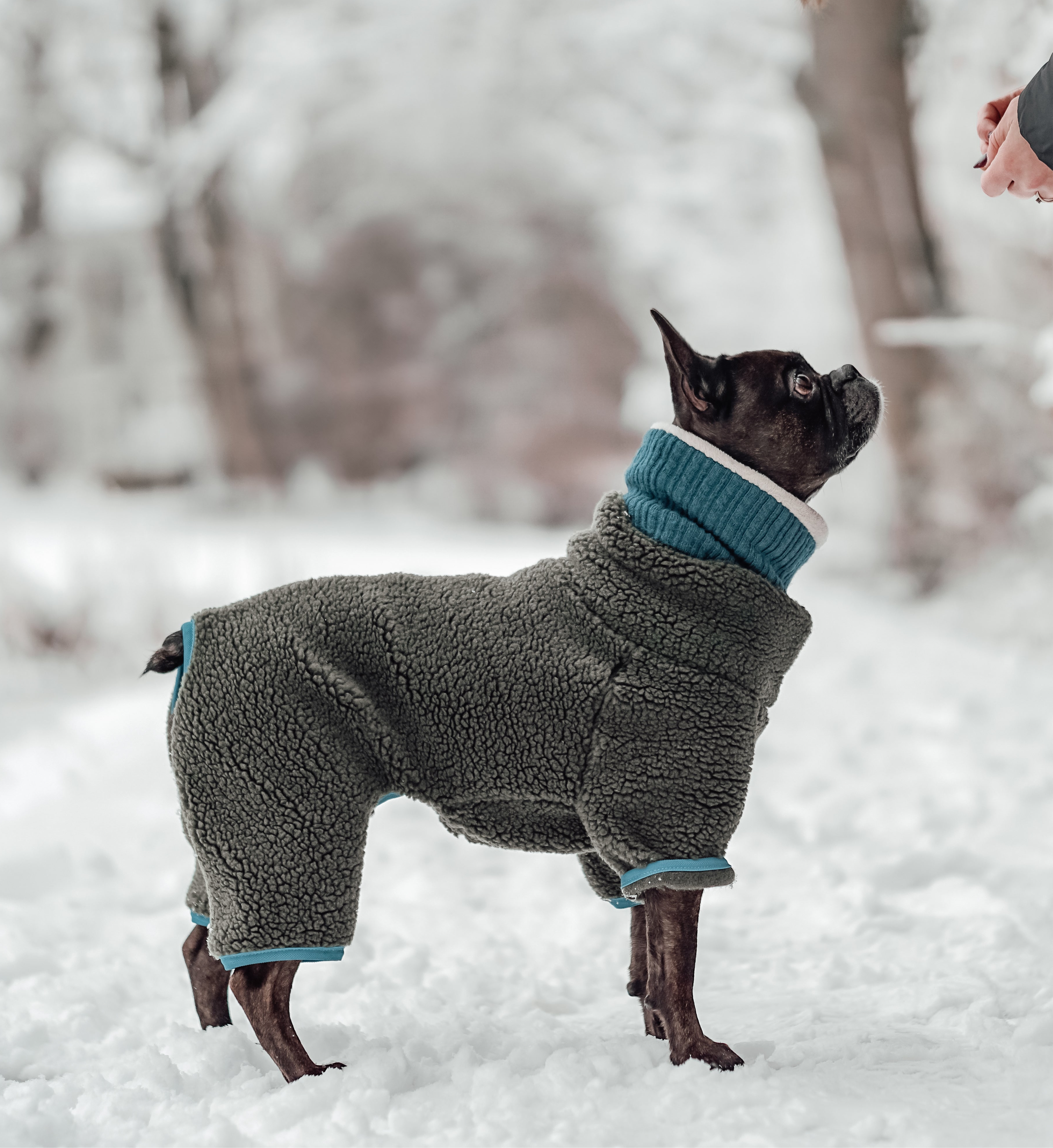 Cloud7 Hundepullover Teddy Cornwall Fr. Bulldogge