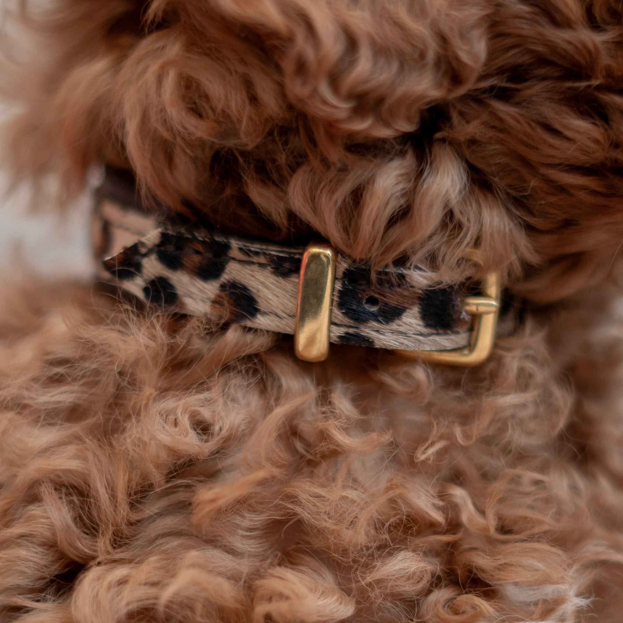 Halsband Afrika Gepard MINI