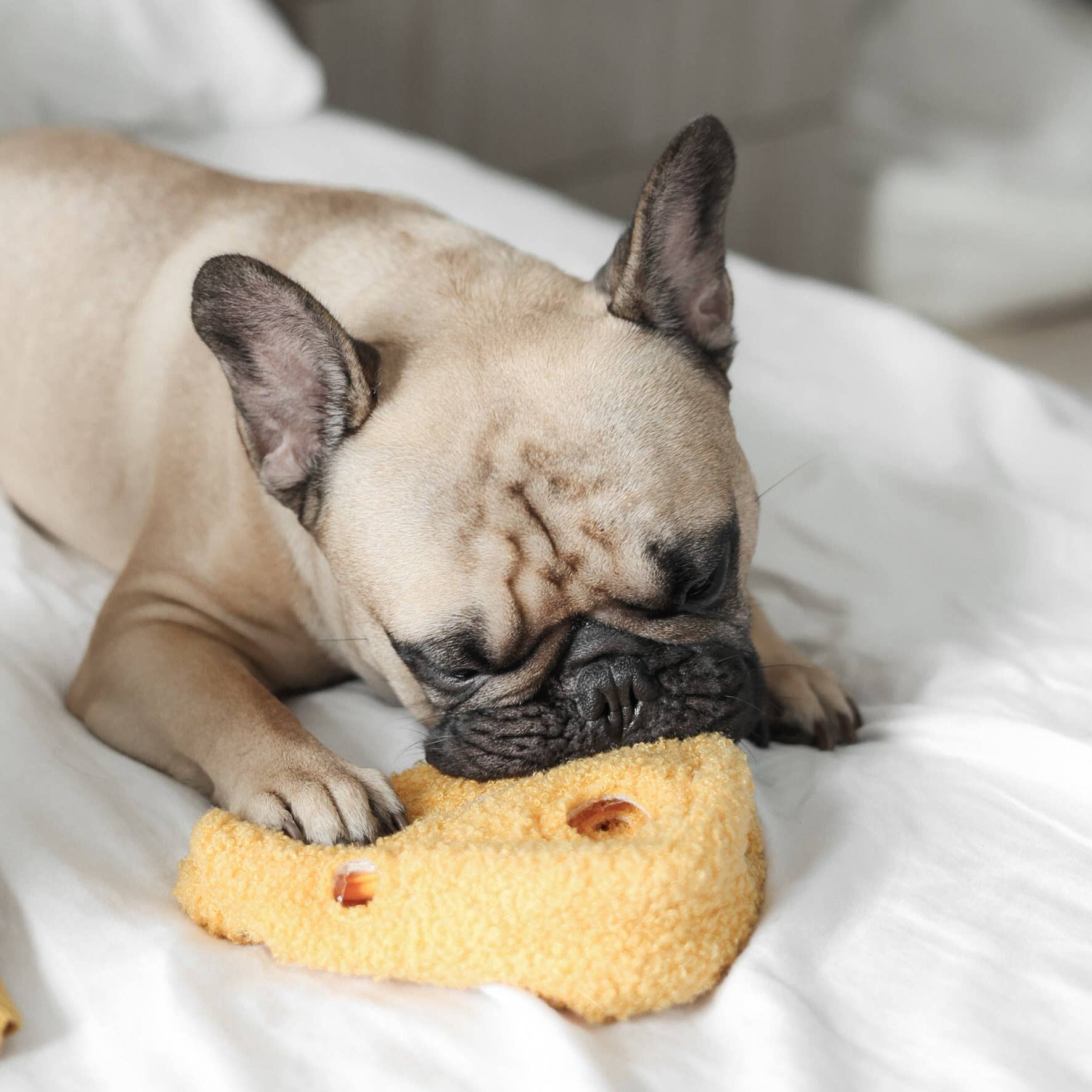 Frenchie mit Hundespielzeug Schnüffelkäse FROMAGE - Lambwolf Collective