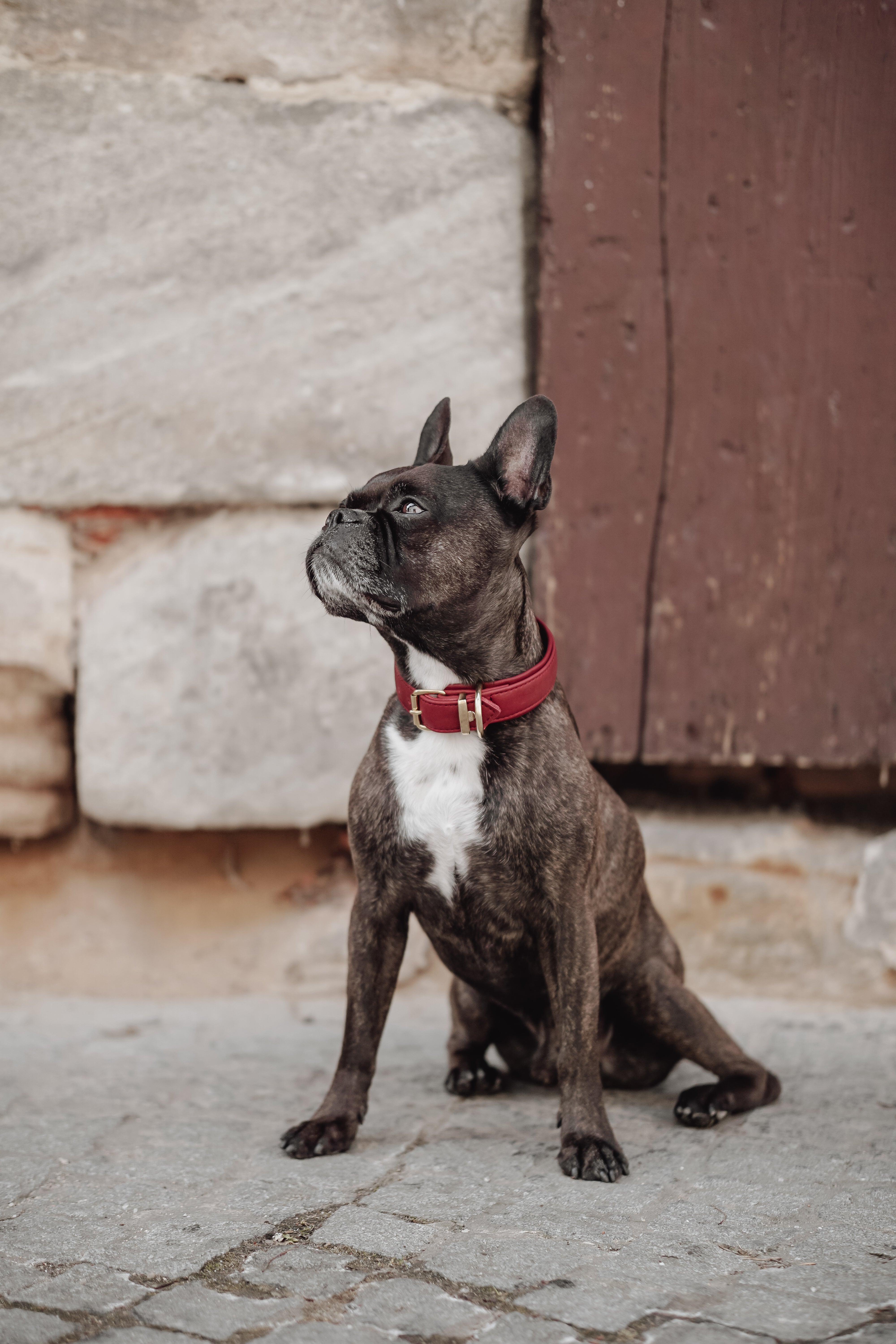 Halsband Klassik Soft Leder Burgundy Gold