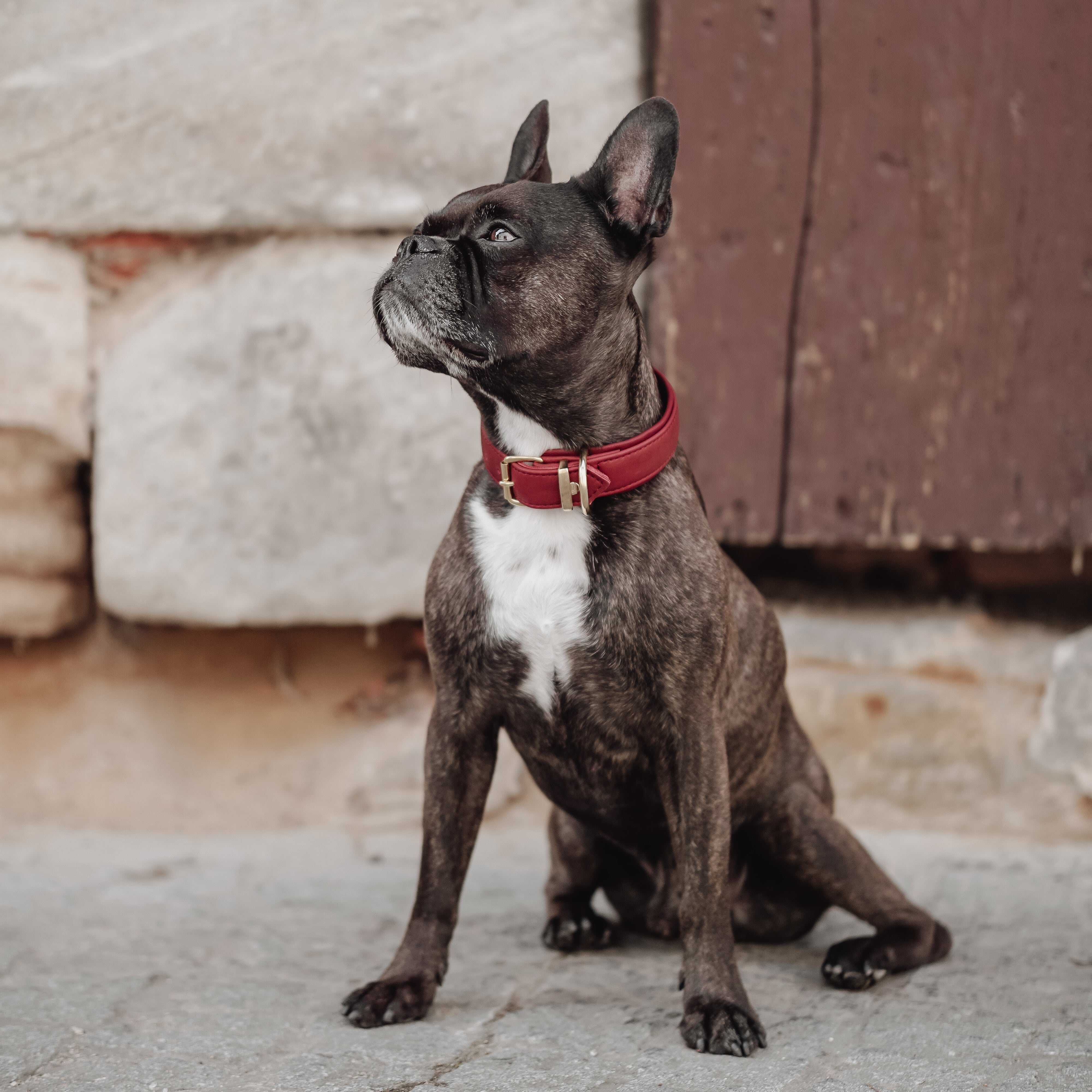 Halsband Klassik Soft Leder Burgundy Gold
