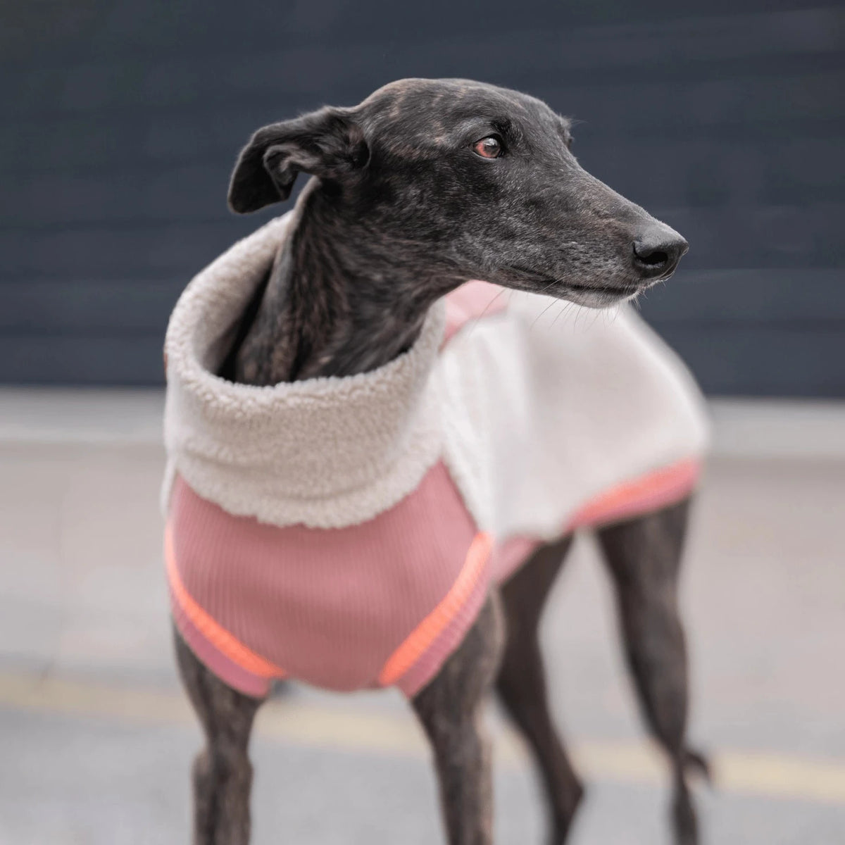 lumiies® Sport Racer Hundepollover aus Teddy-Sherpa-Fleece