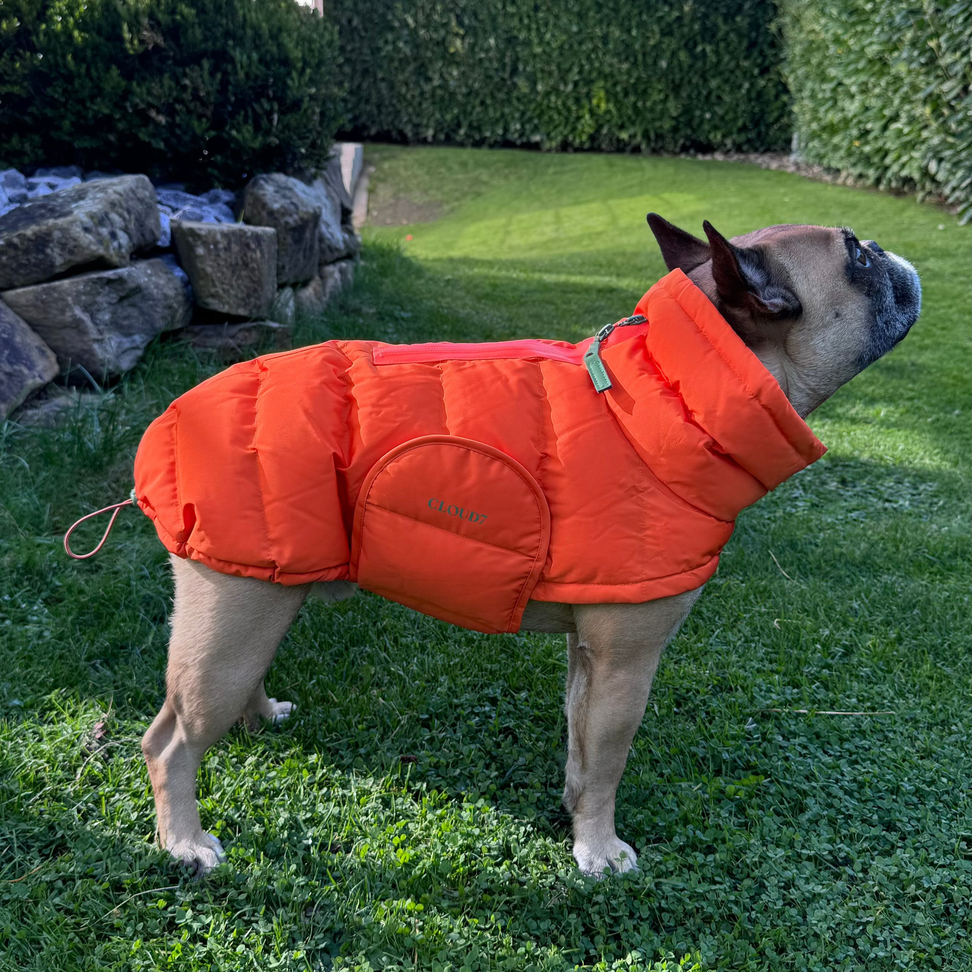 Cloud7 Hundemantel Winter ALASKA Franz. Bulldogge Burnt Orange