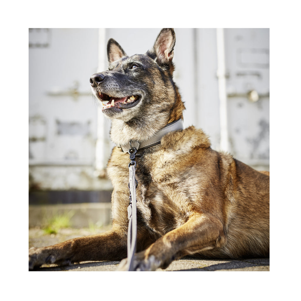 Hund mit Halsband & Klassische Rundlederleine AMICI Anthrazit 3-fach verstellbar - Laboni