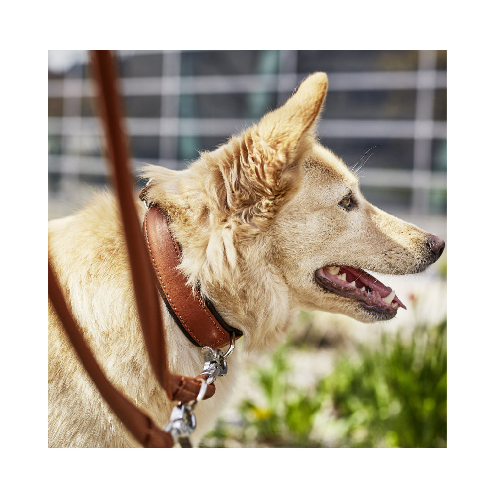 Nahaufnhamne Hund mit Halsband & Klassische Rundlederleine AMICI Cognac 3-fach verstellbar - Laboni