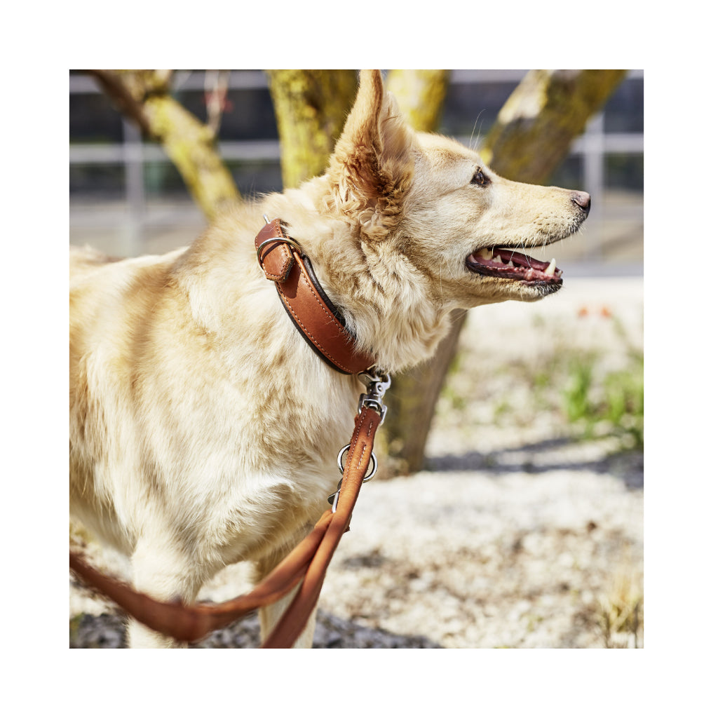 Hund mit Halsband & Klassische Rundlederleine AMICI Cognac 3-fach verstellbar - Laboni