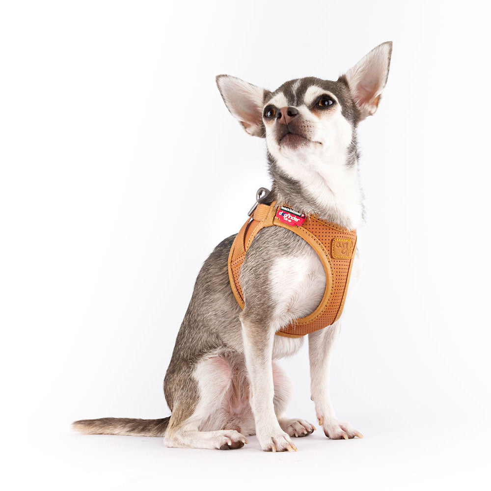 Hundegeschirr APPLE LEATHER CURLI CLASP VEST Harness Brown & Black