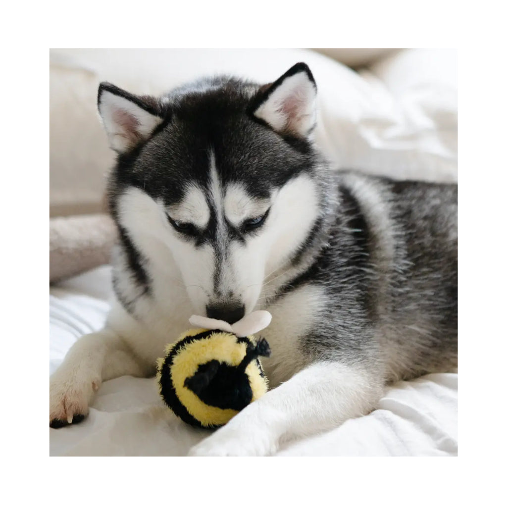 Hund mit Hundespielzeug Hummel BEE POP - Lambwolf Collective