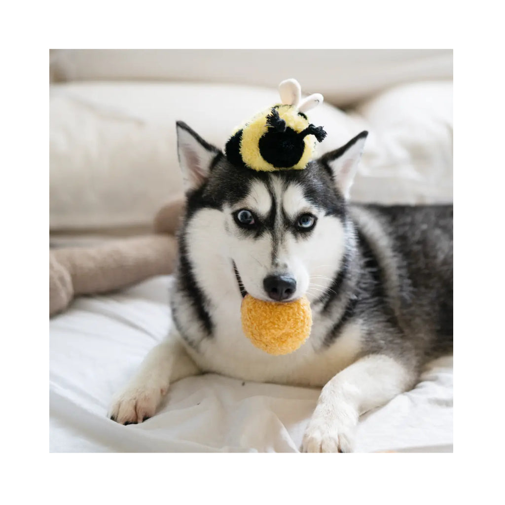 Hund mit Hundespielzeug Hummel BEE POP 2 - Lambwolf Collective