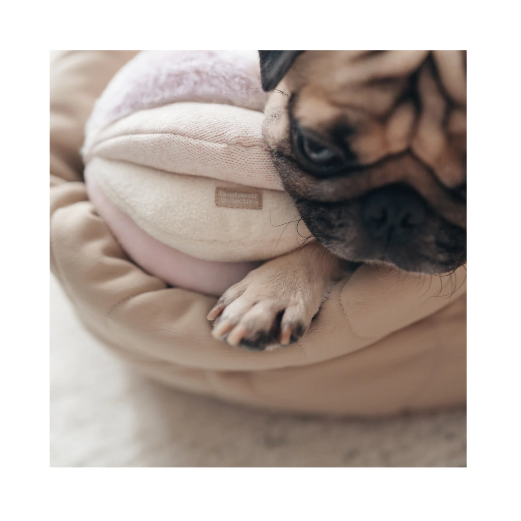 Nahaufnahme Schnüffelball TOTO Rosa - Lambwolf Collective