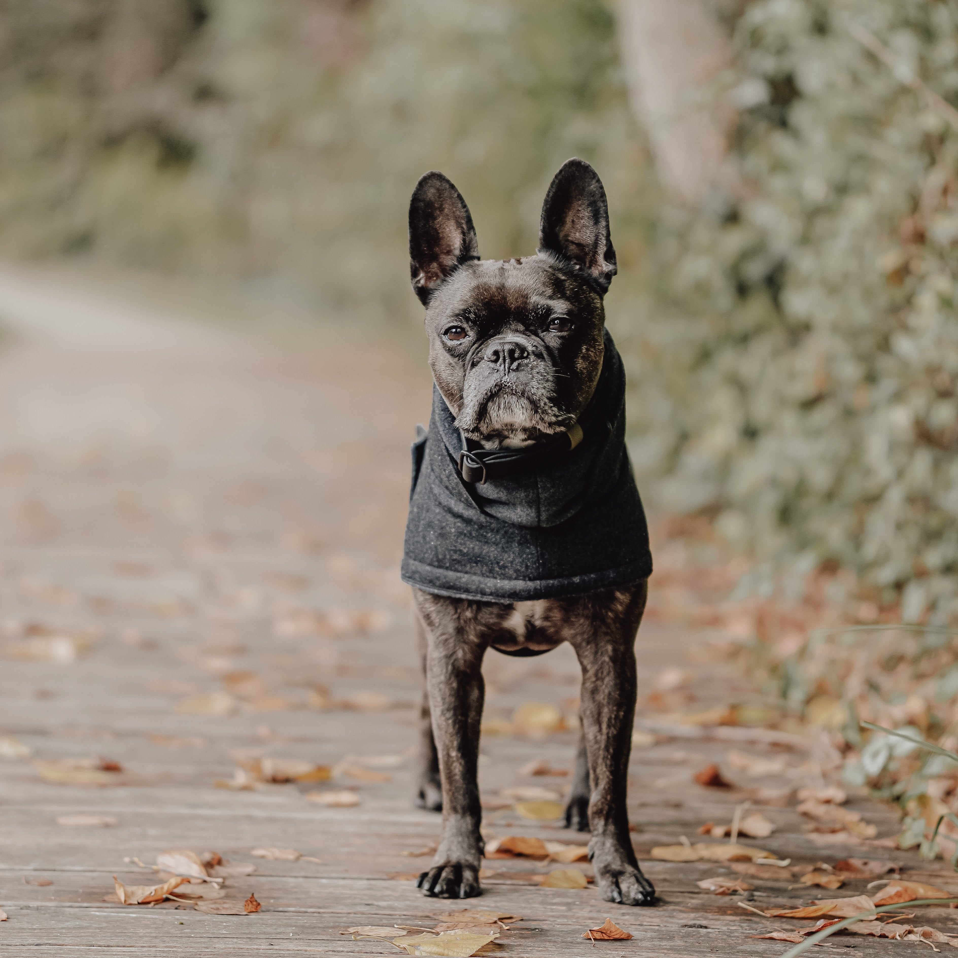 Balu mit Cloud7 Hundemantel Brooklyn Flanell Anthra