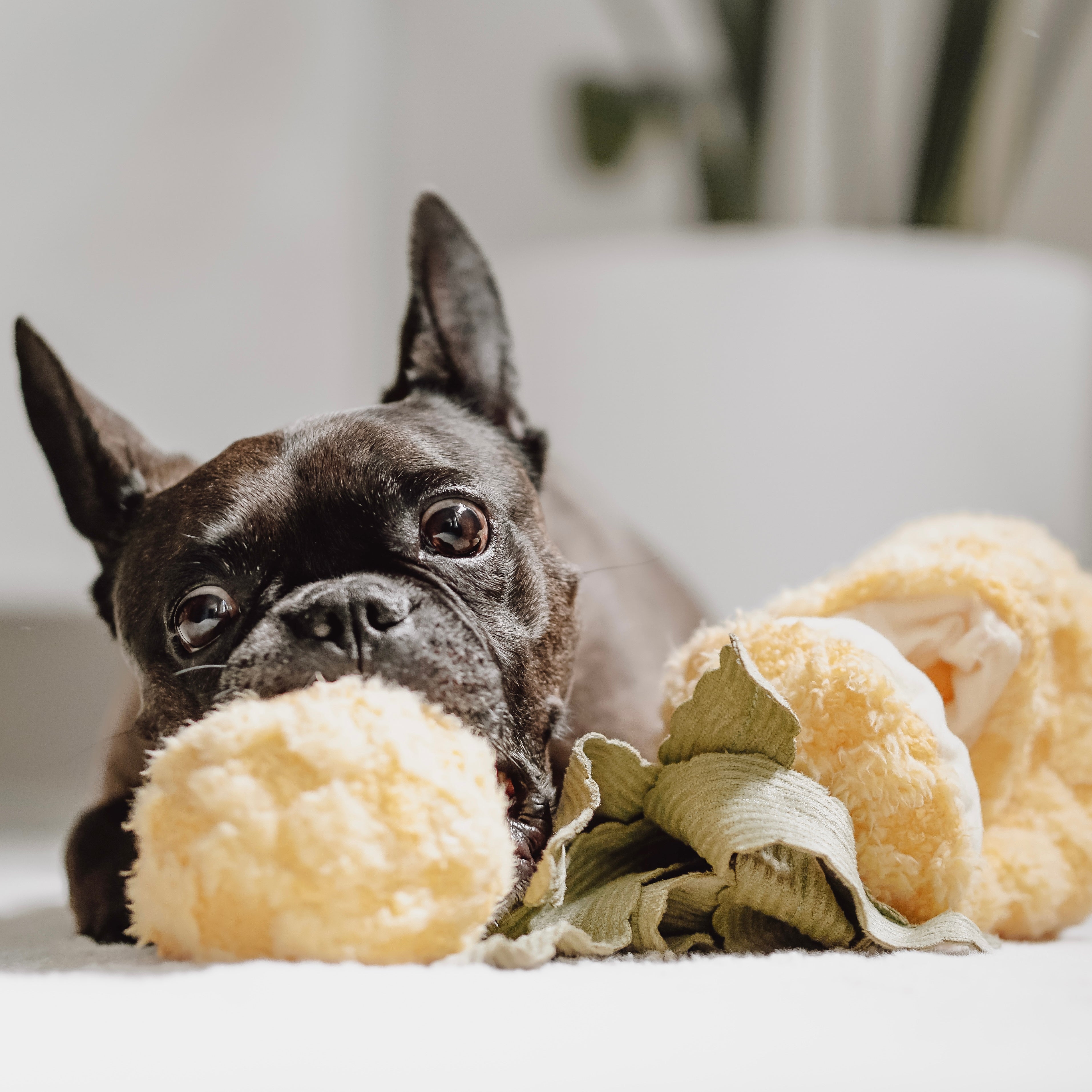 Balu mit Schnüffelspielzeug Ananas Pineapple Pop - Lambwolf Collective