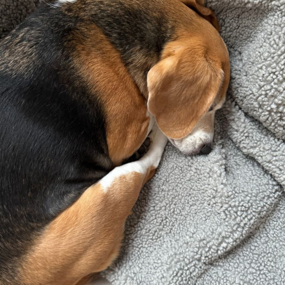 Beagle auf HYGGE Bouclé-Hundedecke Steingrau - Lillabel