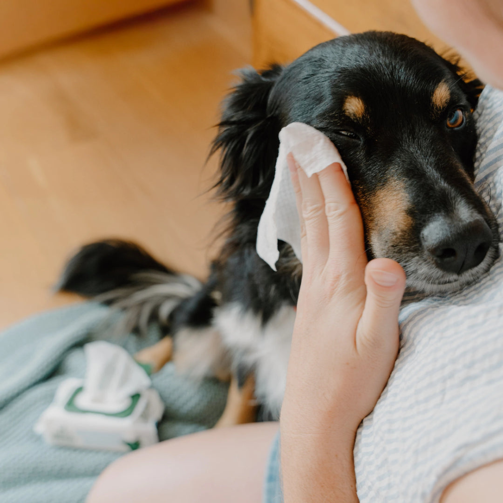 Beispiel Augen-Reinigungstücher für Hunde - Beco Pets