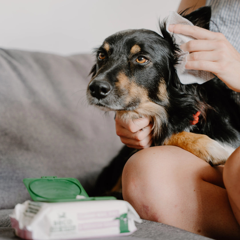 Beispiel Ohr-Reinigungstücher für Hunde mit Kokosduft - Beco Pets