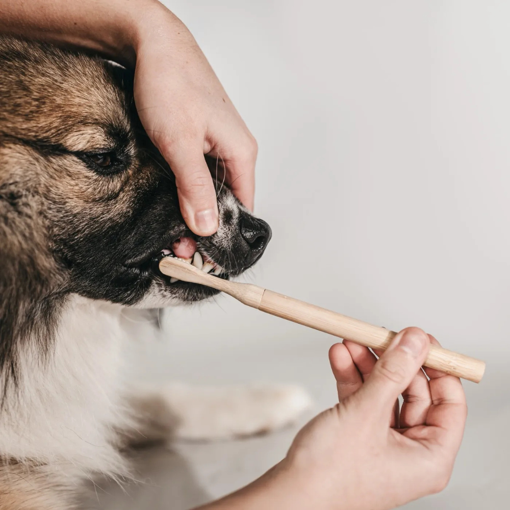 Benutzung Hundezahnbürste aus Bambus - LILA LOVES IT