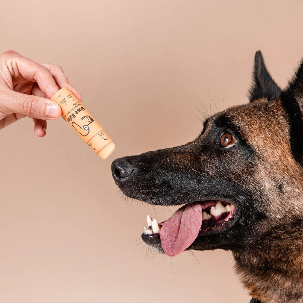 Benutzung Nasenbalsam Pflegestift für Hunde - Butchcare