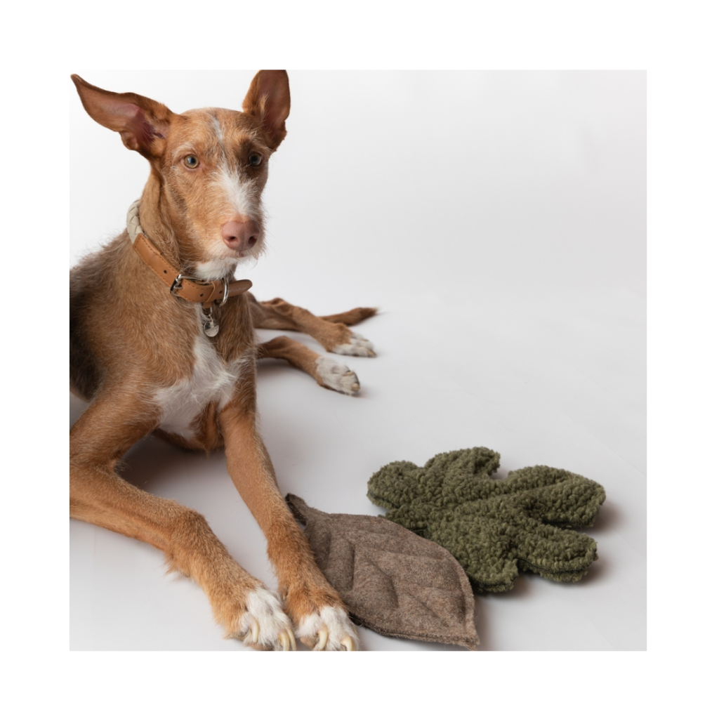 Hund mit Hundespielzeug Blatt MIMMO Magnolia & Fig - 2.8 designs for dogs