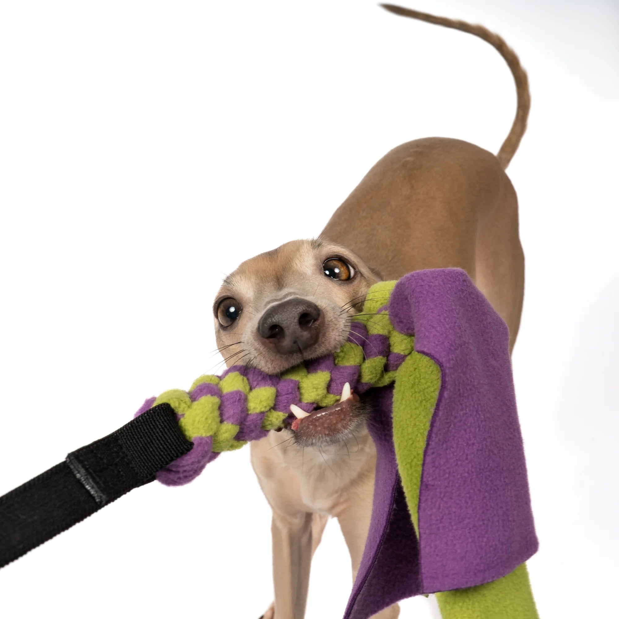 KARMA HUND Bungee-Tau Fleece Violet Light Green