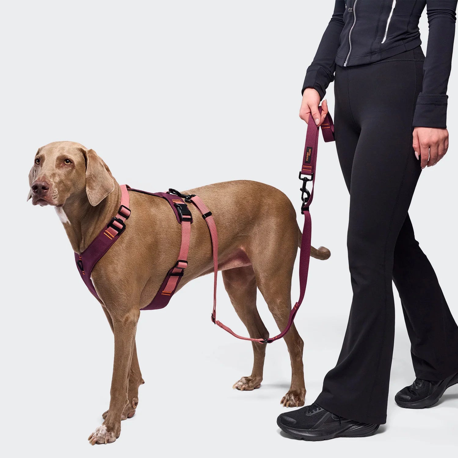 Cloud7 AKTIV Hundegeschirr Y-2 Cordura Aubergine Soft Rose