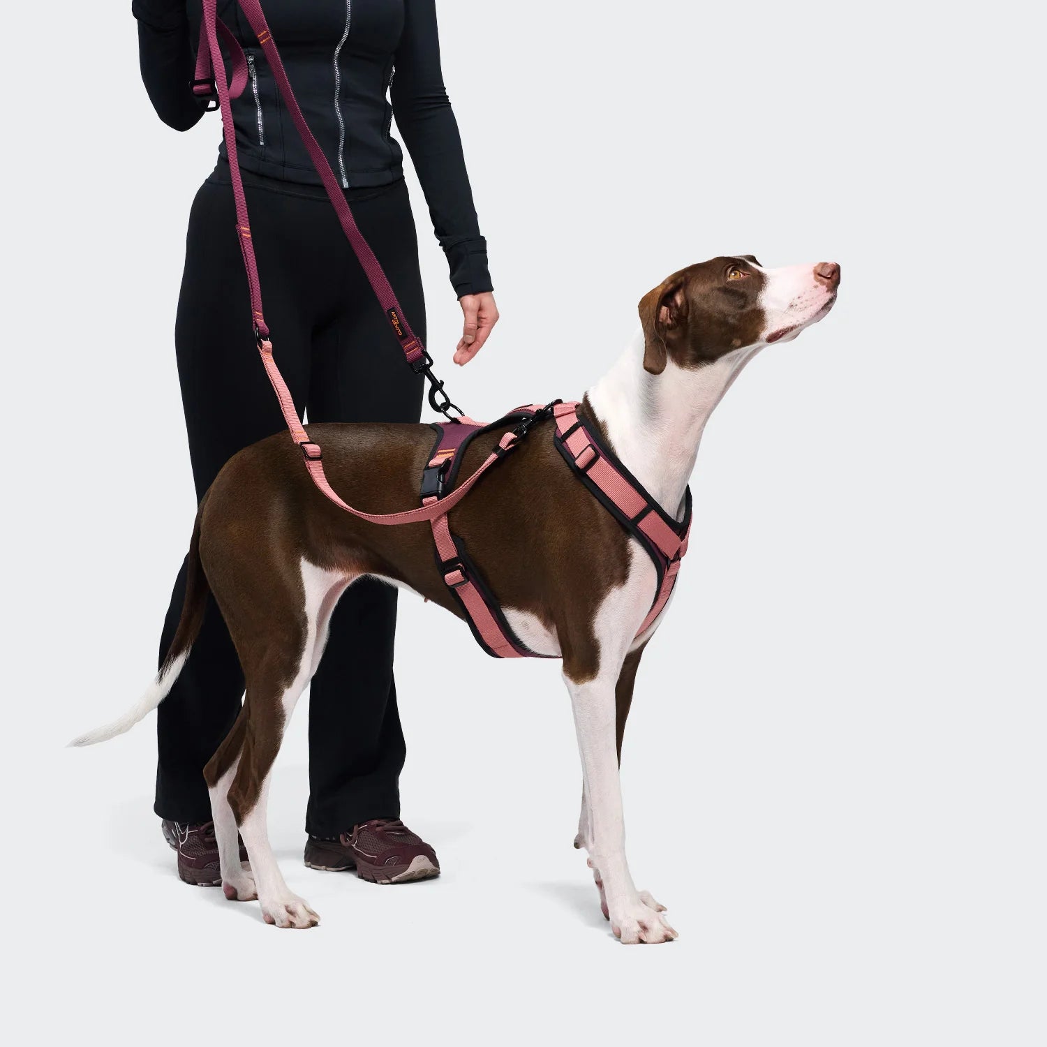 Cloud7 AKTIV Hundegeschirr Y-3 Soft Shell Aubergine Soft Rose