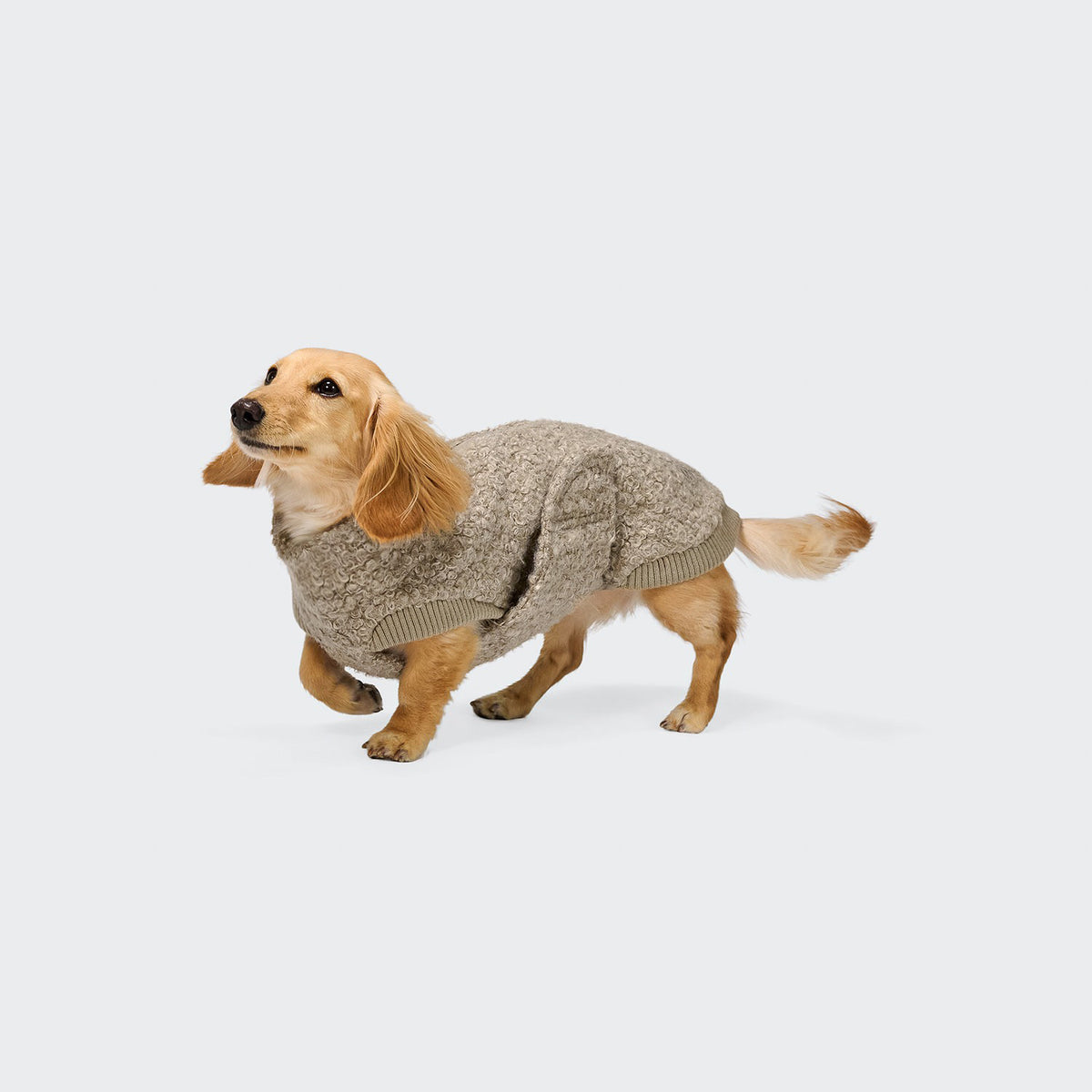 Cloud7 Hundepullover DACKEL Gotland Sandy Brown Tragebild