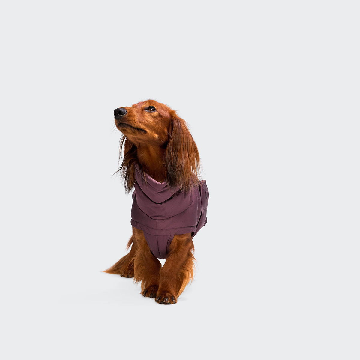 Cloud7 Hundemantel Winter ALASKA Dackel Aubergine Tragebild 2
