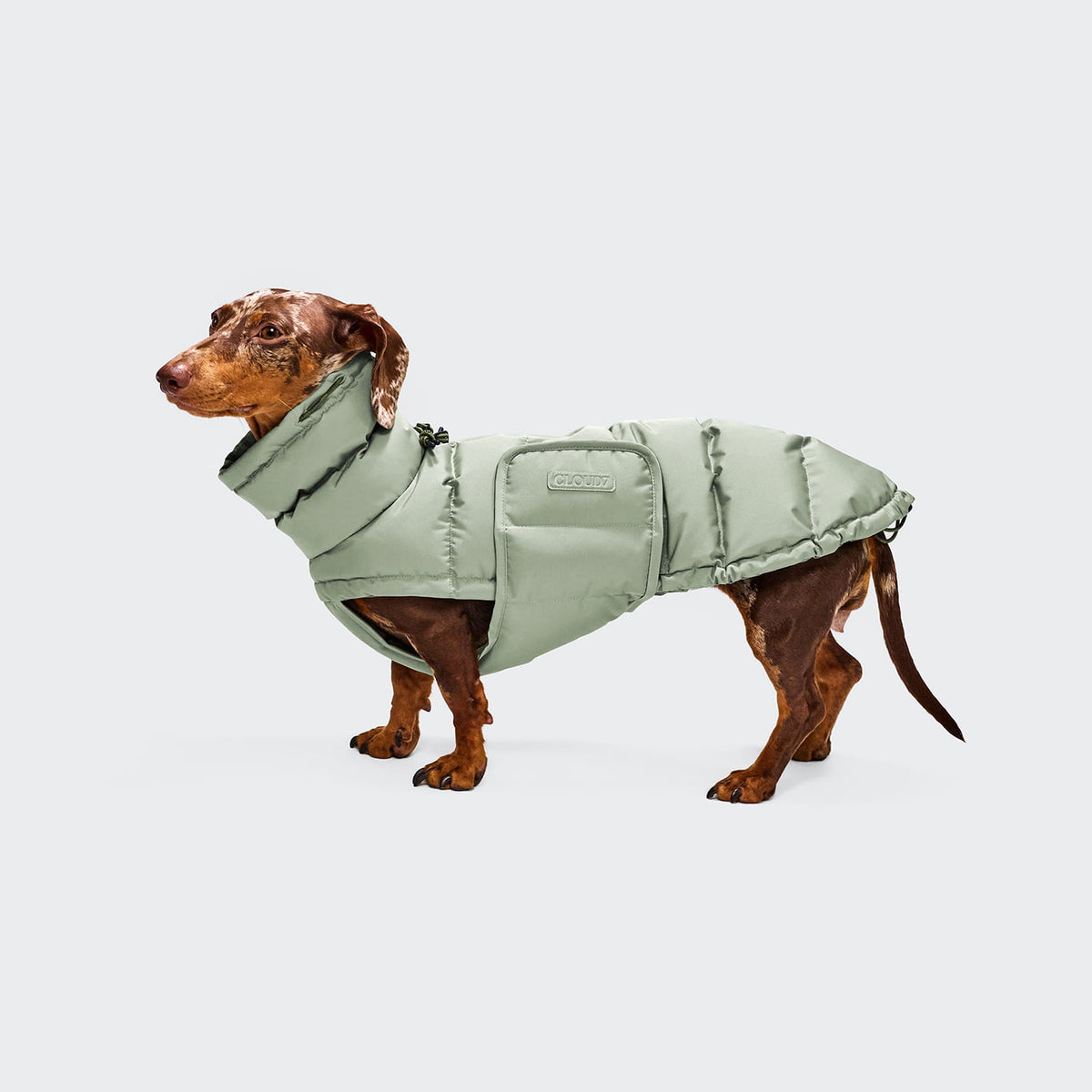 Cloud7 Hundemantel Winter ALASKA Dackel Dusty Mint Tragebild