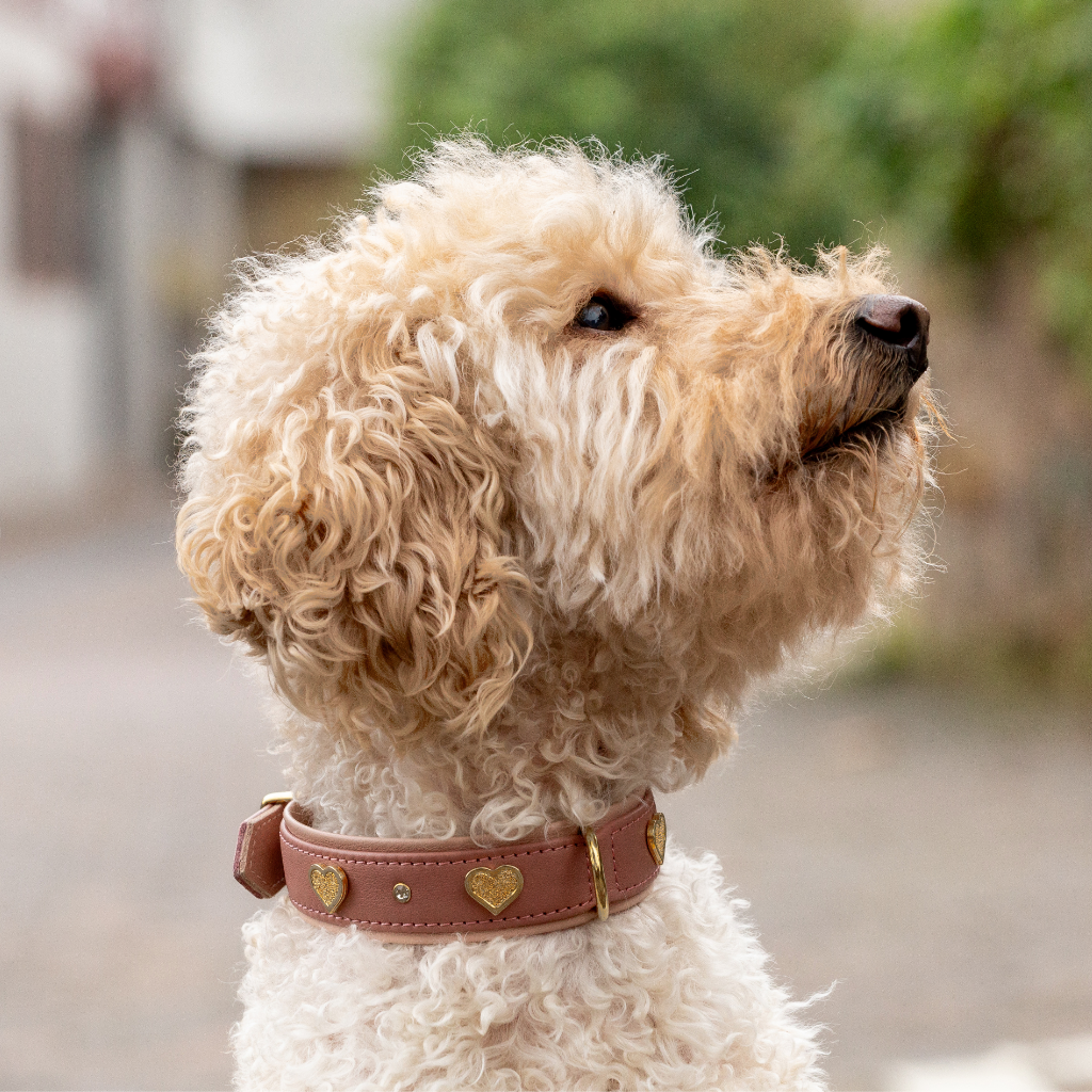 Hund mit Halsband Ciao Mamma Altrosa - Limited Edition - Maul Ledermanufaktur