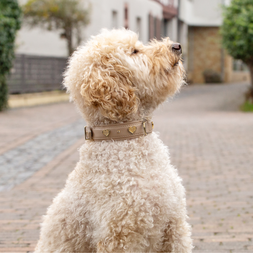 Hund mit Halsband Ciao Mamma - Limited Edition Elfenbein - Maul Ledermanufaktur