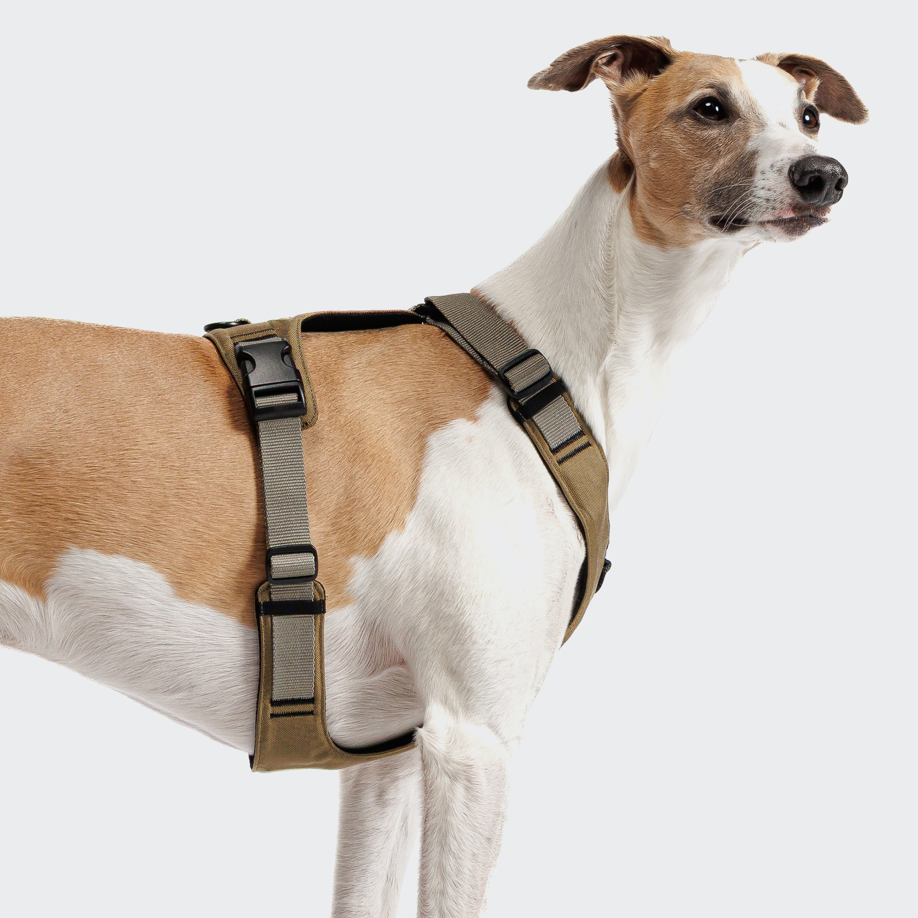 Tragebild Hund mit Cloud7 AKTIV Hundegeschirr Y-2 Cordura Khaki-Grey