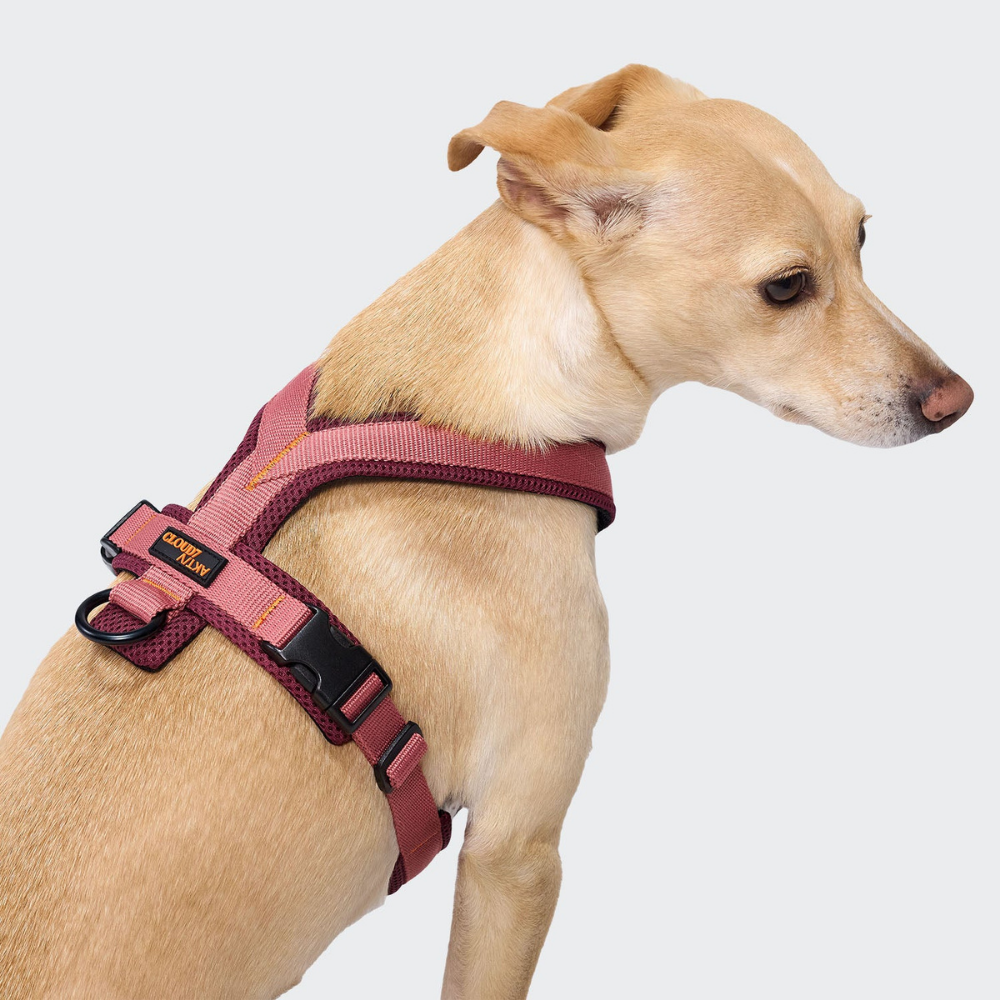 Cloud7 AKTIV Hundegeschirr Y-1 Air-Mesh Aubergine Soft Rose Tragebild