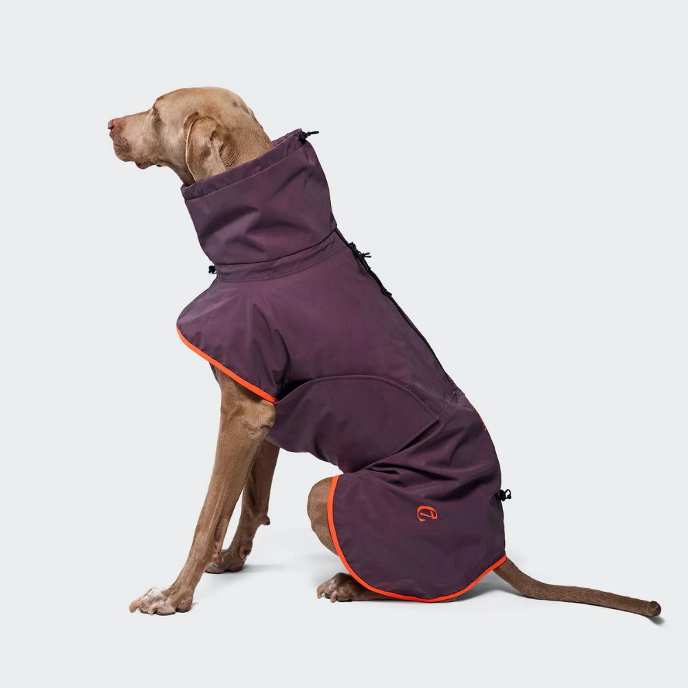 Cloud7 AKTIV Hunderegenmantel Aubergine-Orange Tragebild großer Hund