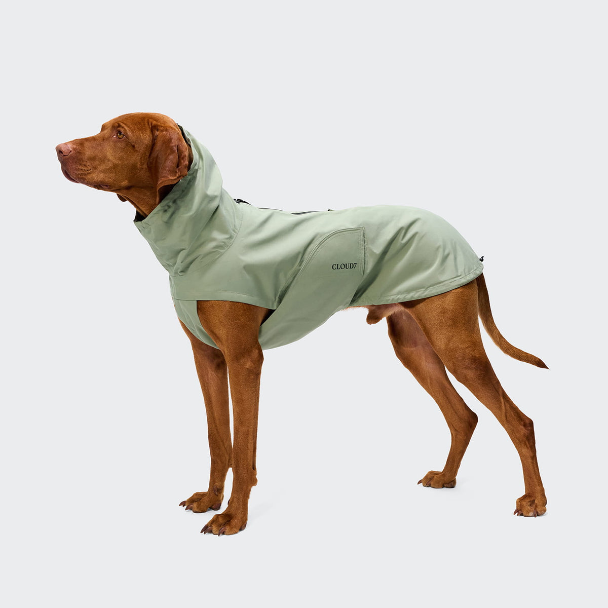 Cloud7 Hunderegenmantel Dublin 2.0 Dusty Mint Tragebild großer Hund