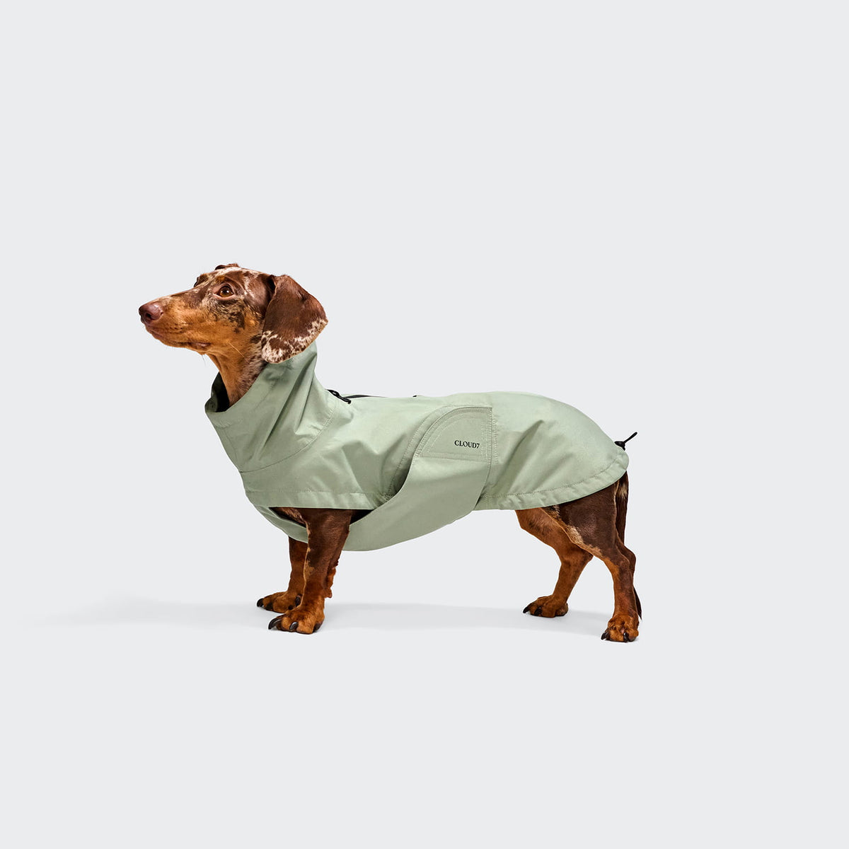 Cloud7 Hunderegenmantel Dublin DACKEL 2.0 Dusty Mint Tragebild Dackel