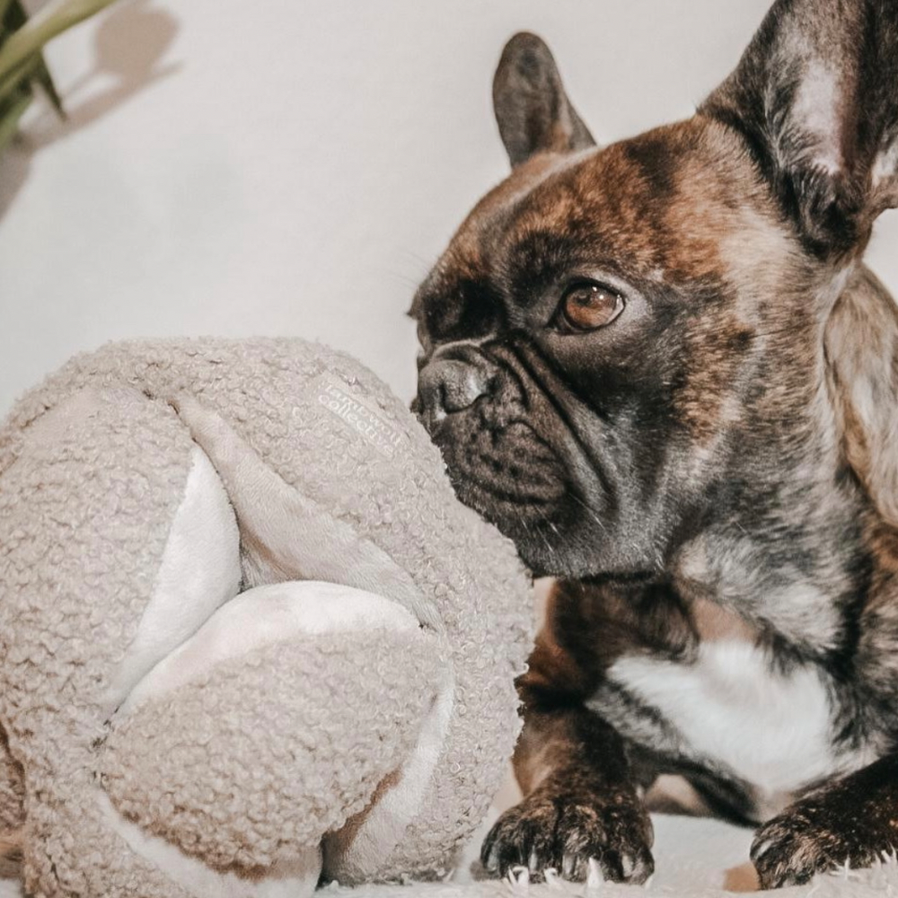 Community Look - Simba Frenchbully mit Beschäftigungsspielzeug Monti von Lambwolf Collective