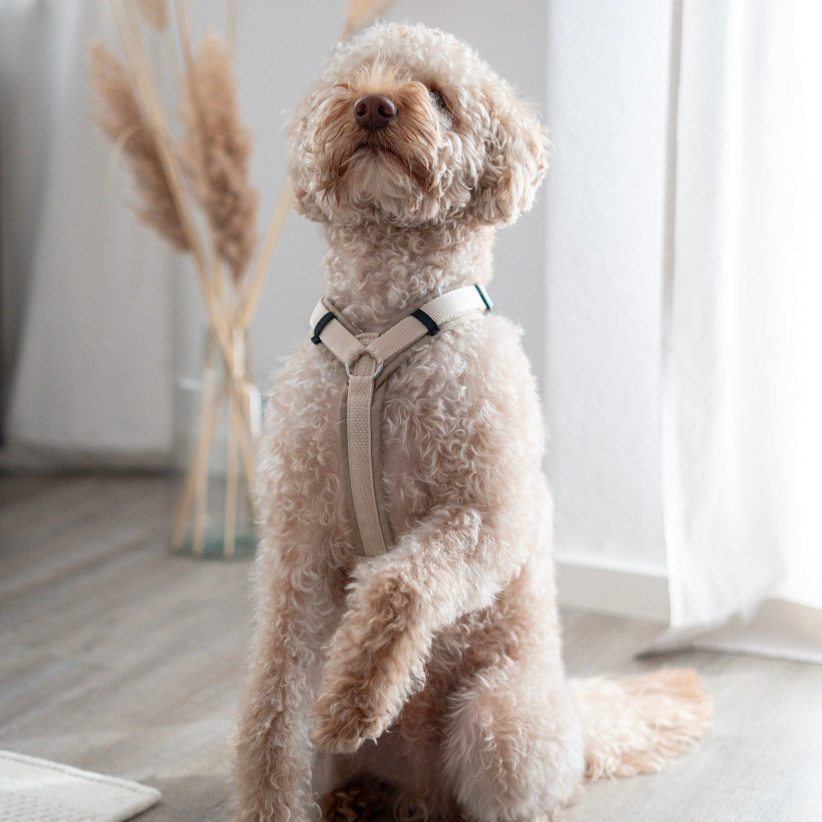 annyx Hundegeschirr Fun