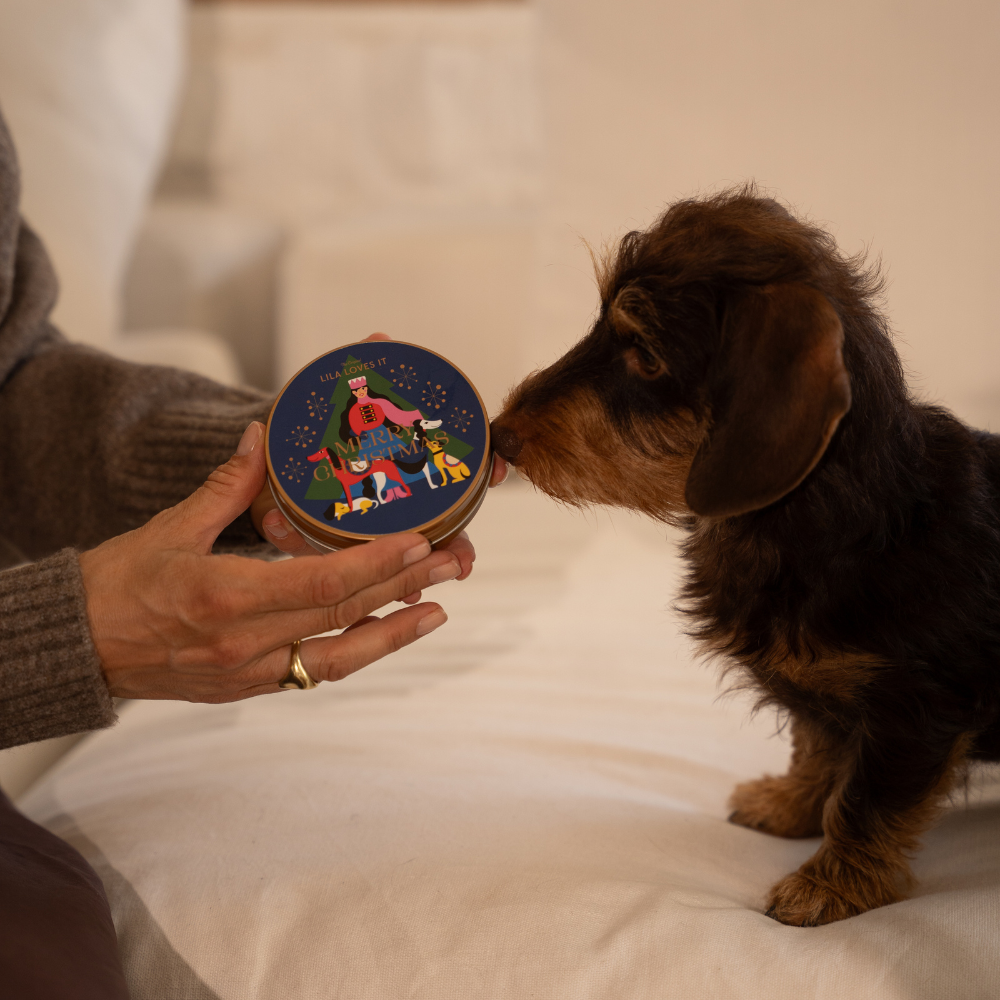 Dackel mit Weihnachts Goodies Dose X-MAS WILD Soft 2025