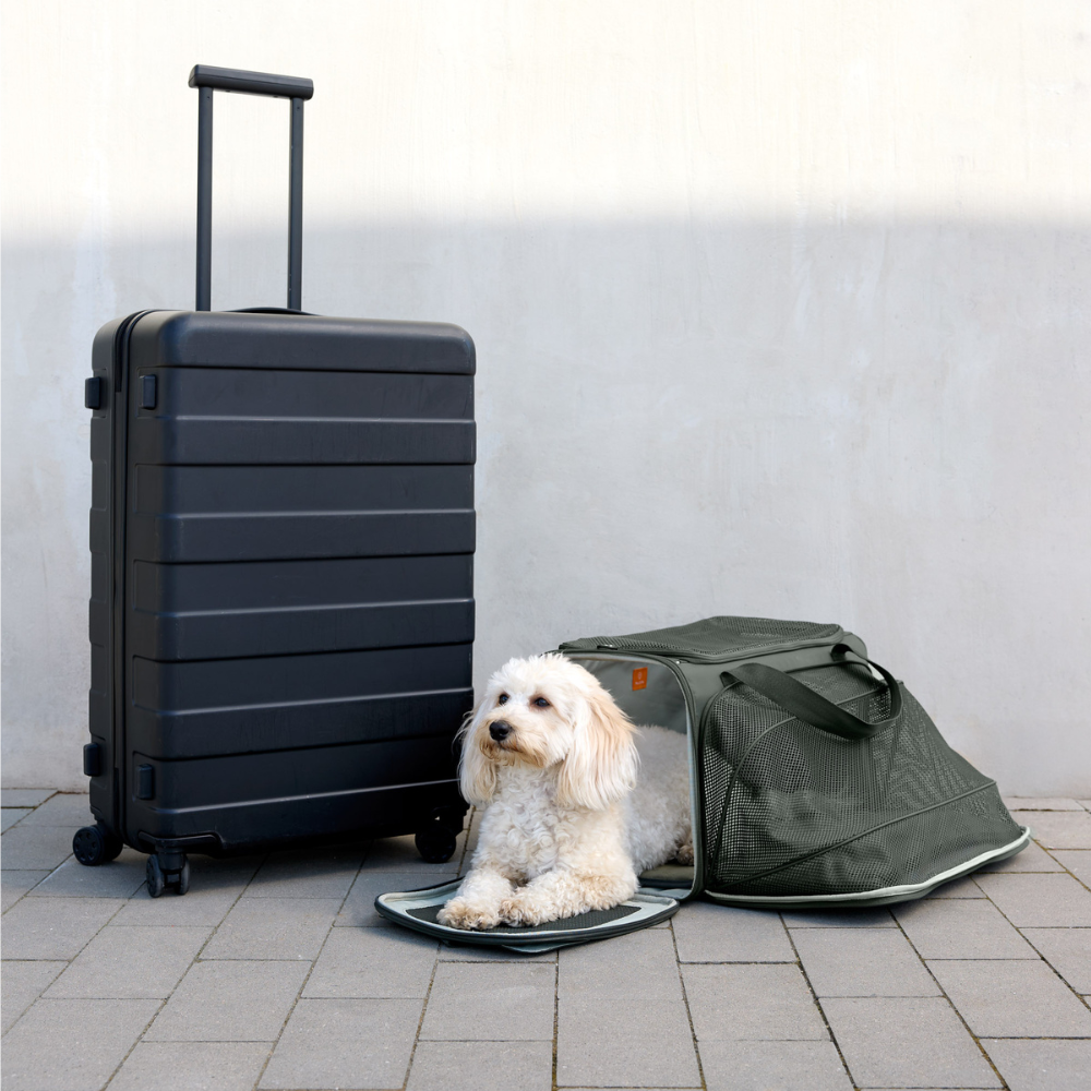 Dekobild Hund in PALOPA Hundereisetasche Travel Carrier BENNO Dark Olive neben Koffer